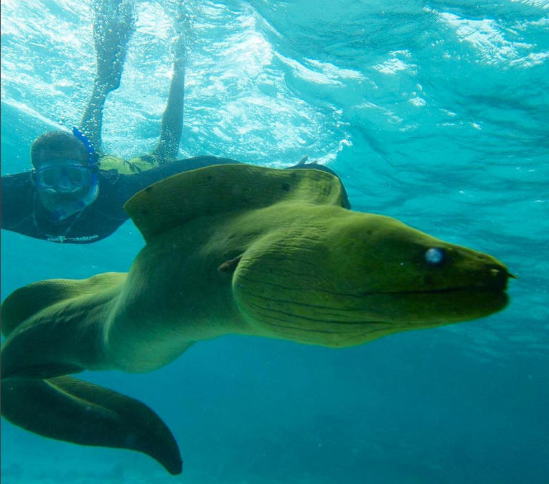 That's_a_Moray!
